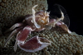   Porcelaincrab  